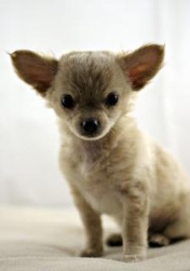 Puppy Chihuahua Charlotte DWI Lawyer North Carolina Criminal Attorney