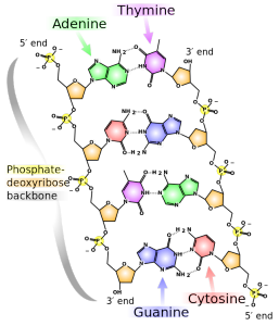 DNA Structure Charlotte DWI Lawyer North Carolina Criminal Attorney