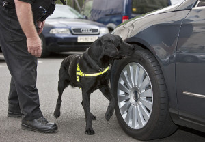 Drug Sniffing dog Charlotte Criminal Defense Lawyer North Carolina DWI Attorney