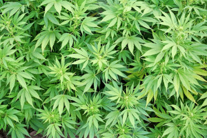 Marijuana plants Charlotte Criminal Lawyer Mecklenburg DWI
