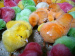 Dyed chicks Charlotte Criminal Lawyer Mecklenburg Defense Attorney