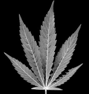 Marijuana leaf Charlotte Drug Charge Lawyer Mecklenburg Pot Attorney