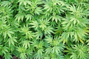 Marijuana plants Charlotte Criminal Drug Lawyer