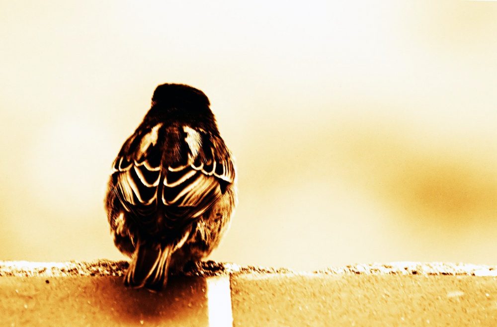 Does Flipping A Bird Count As Free Speech? — Charlotte Criminal Lawyer