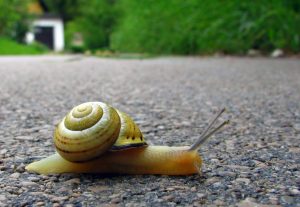 Snail-speed-Charlotte-Monroe-Mooresville-Criminal-Defense-Lawyer-300x207